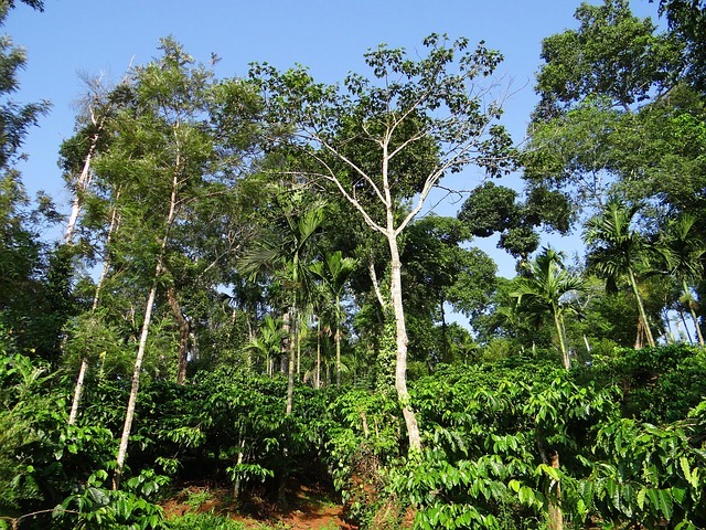 コーヒー豆ができるまで【栽培・収穫】 森林栽培