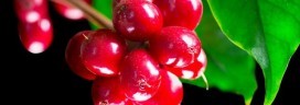 coffee fruits 272x96