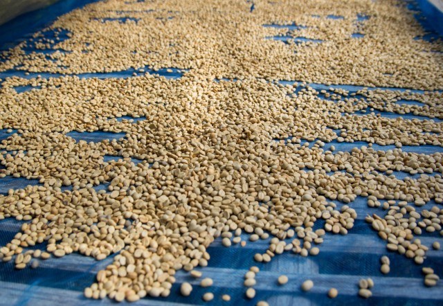 pulped_natural_drying_beans