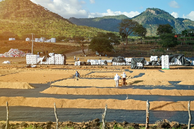 コーヒーの風味の決め手 パティオ とは Coffeemecca