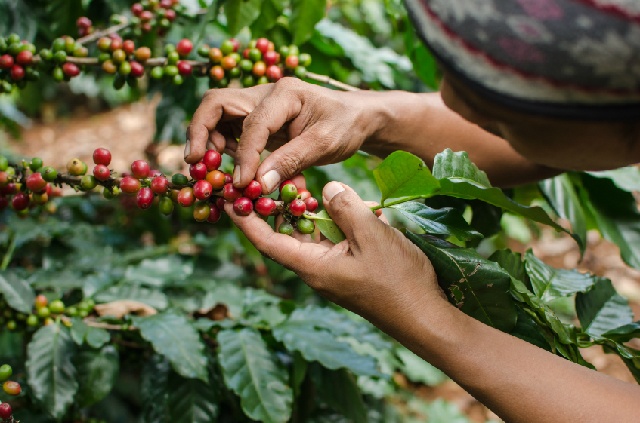 コーヒー豆の代表的な3つの収穫方法