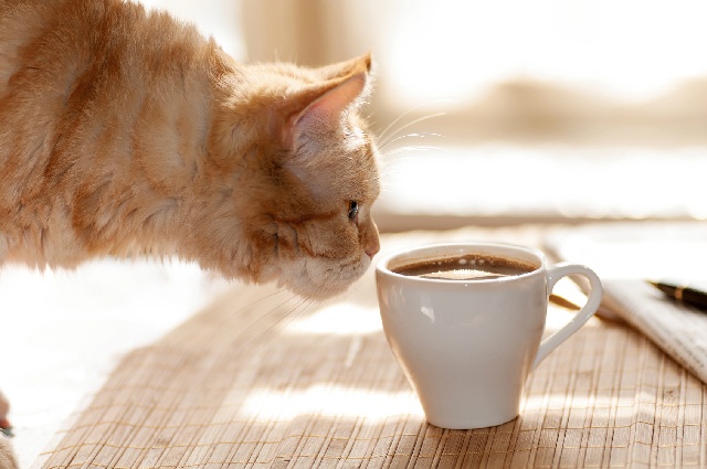 コーヒー文化 猫祭り カフェ・ド・ベルジグ