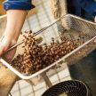 焙煎における「2ハゼ」とは？
